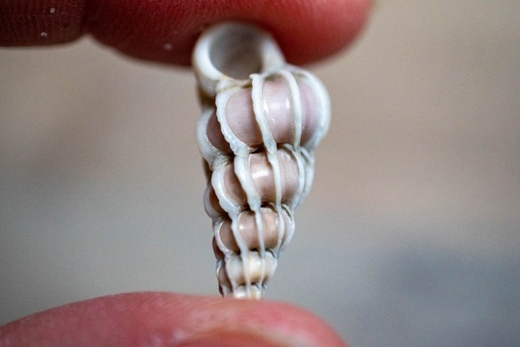 schelpen en fossielen zoeken
