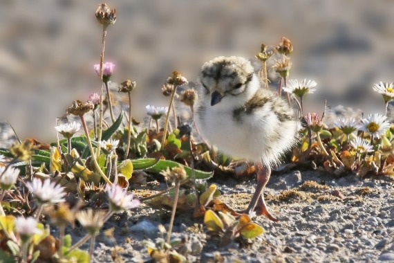 Vogels