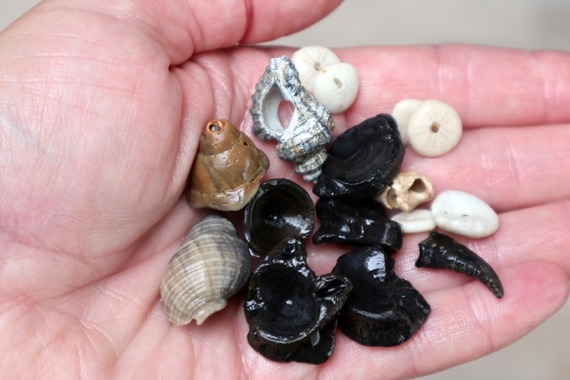 Schelpen en fossielen zoeken