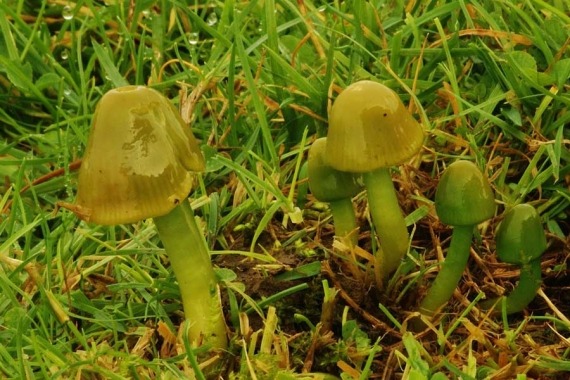 Gadrabos