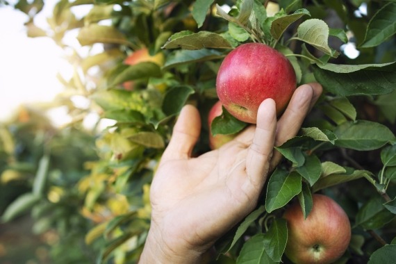 appels plukken