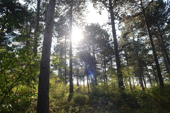 beleef het bos