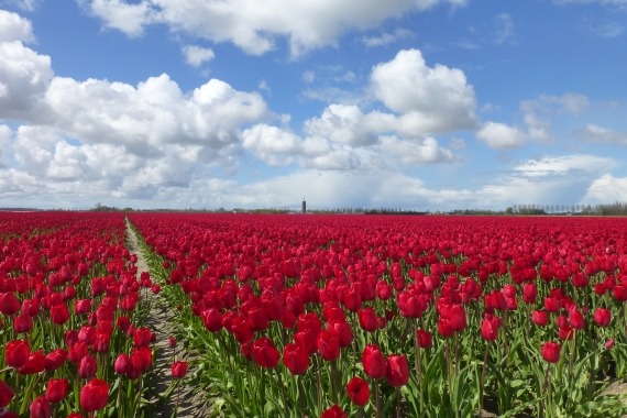 tulpenwandeltocht