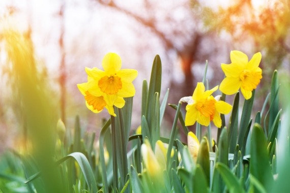 lente fair
