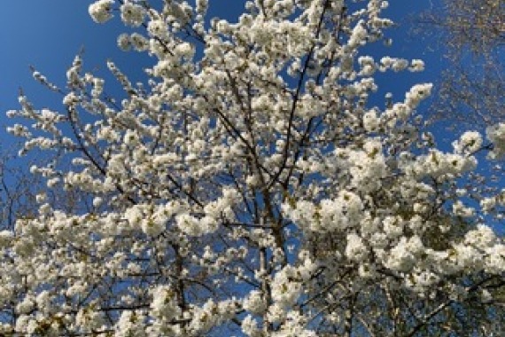 bomen excursie
