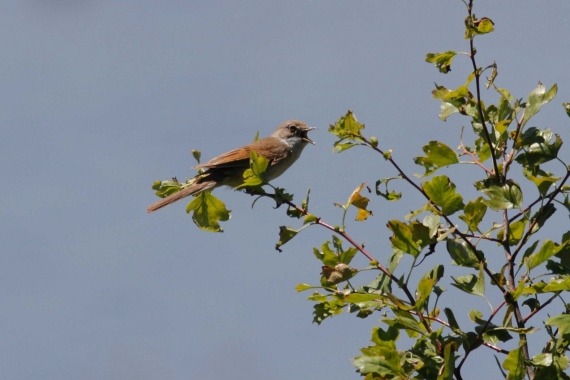 excursie vogelgeluiden