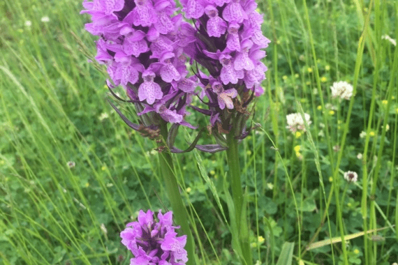 orchideeën excursie