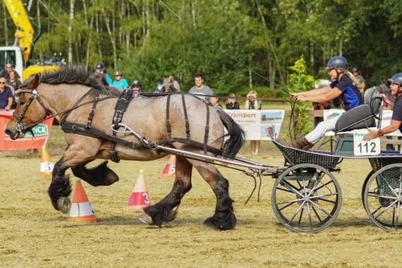 Paard