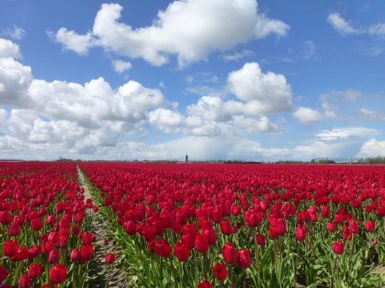 tulpenwandeltocht
