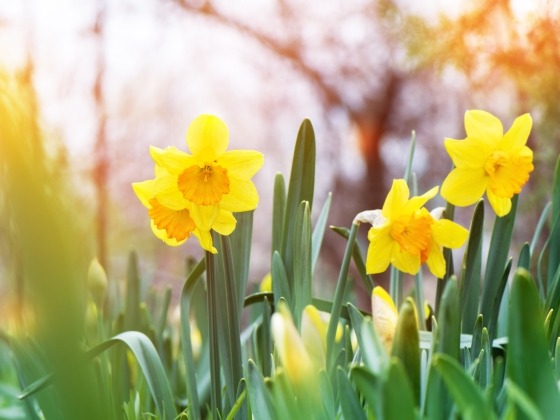 lente fair