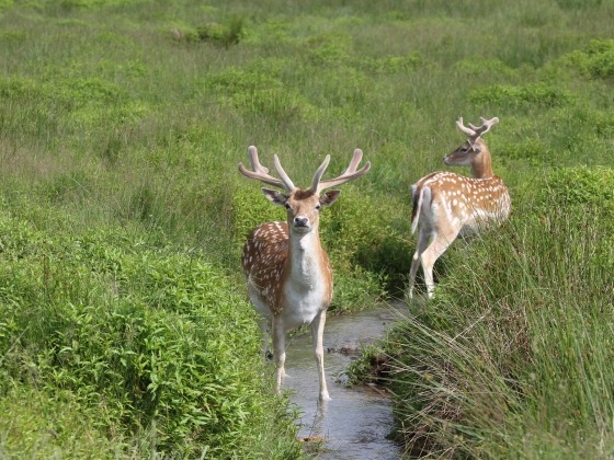 op zoek naar de ree