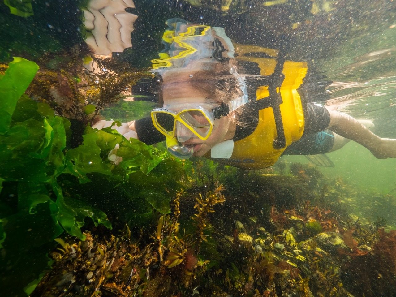 Snorkelsafari renesse