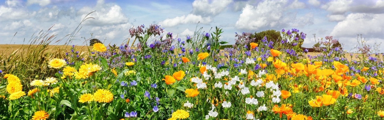 Bloemen