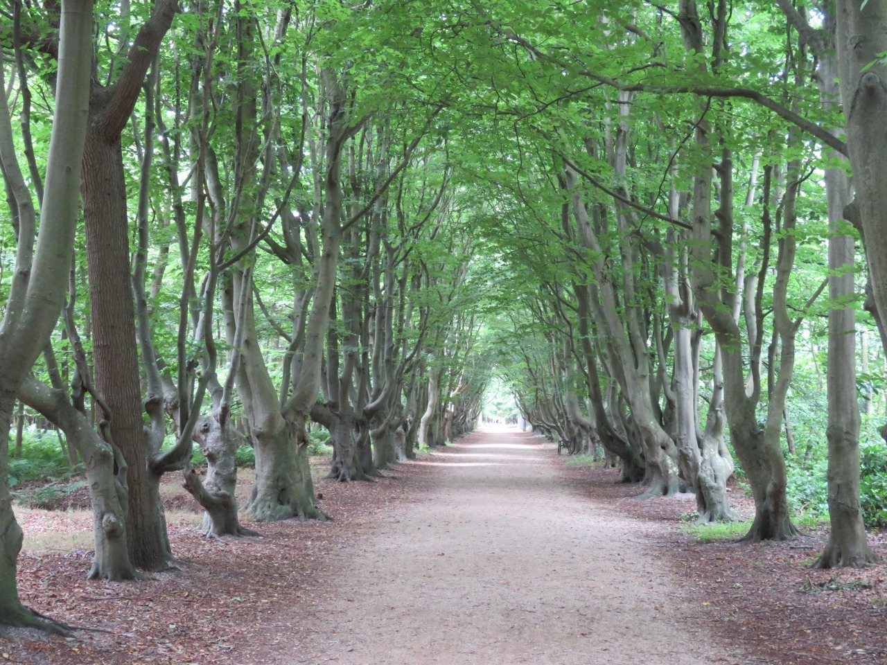 Bos Oostkapelle