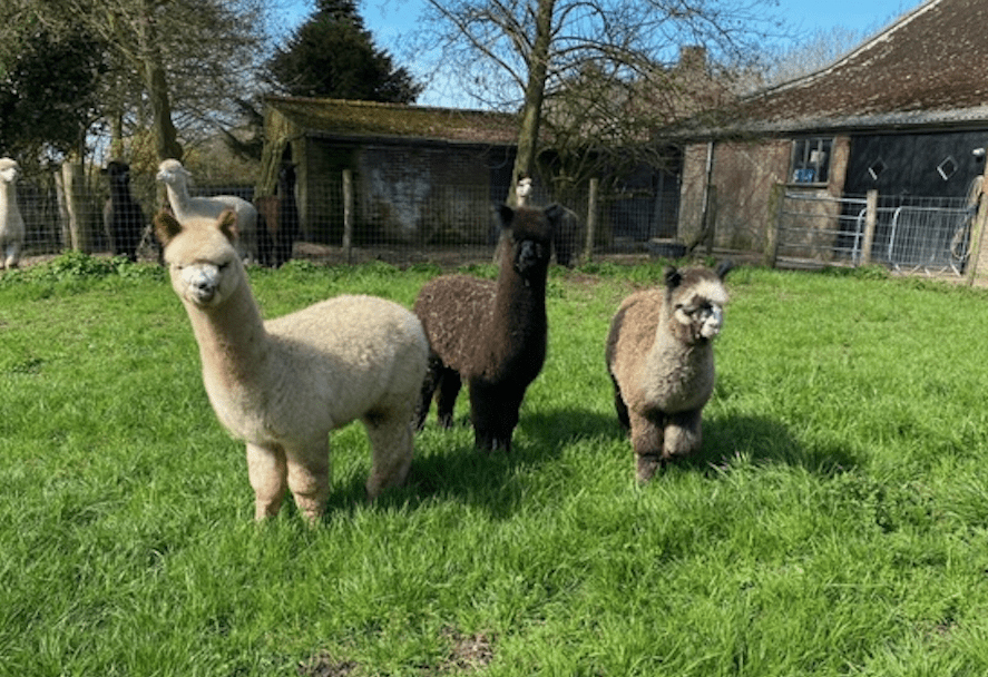 Alpaca