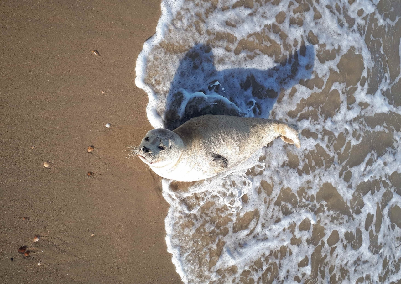 zeehond