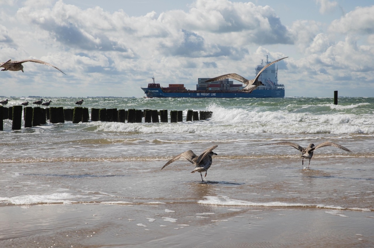 vogels 
