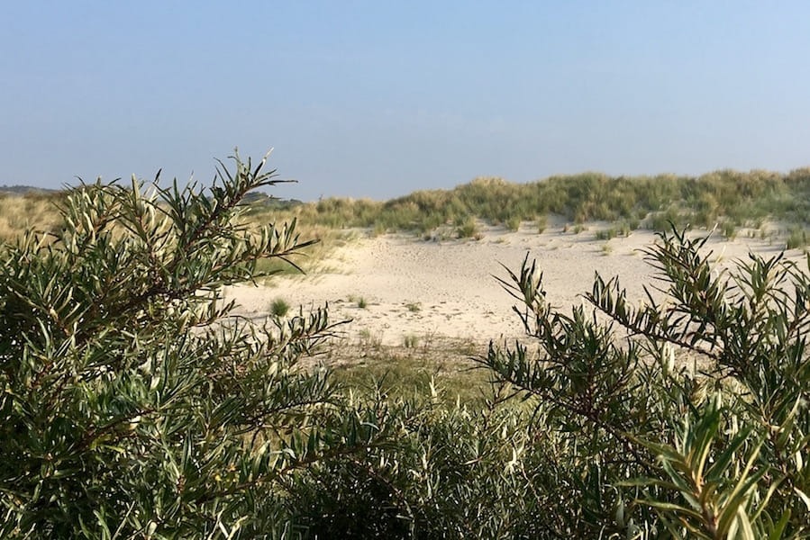 Meeuwenduinen