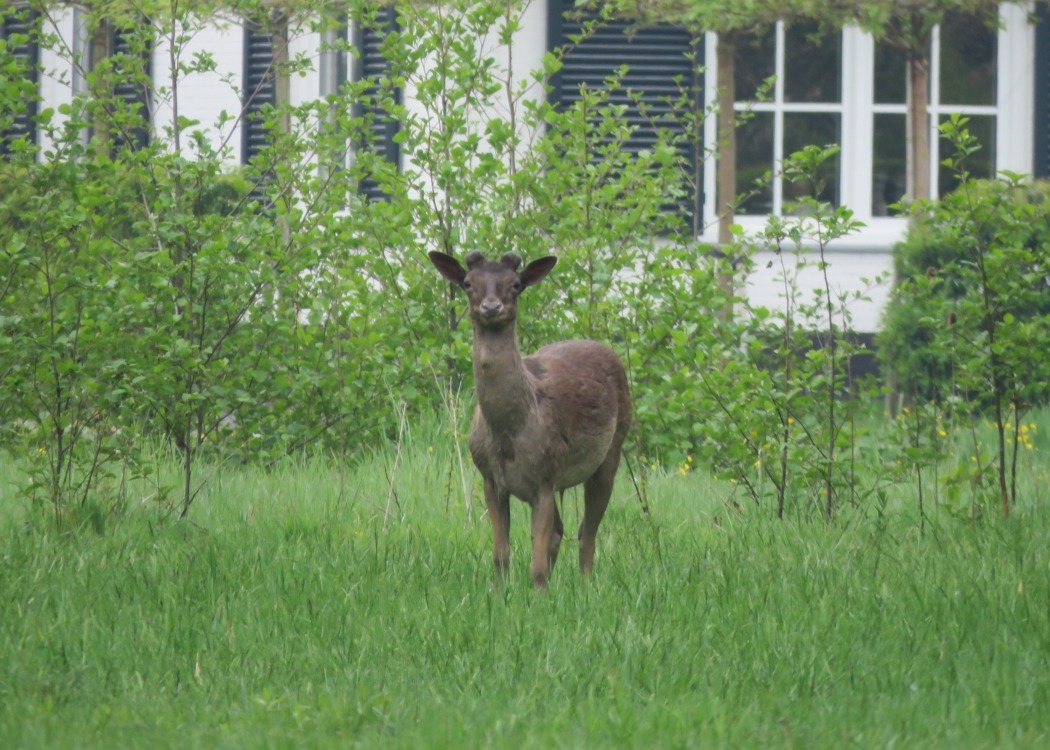 Oostkapelle