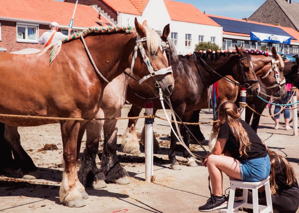 Westkapelle paarden