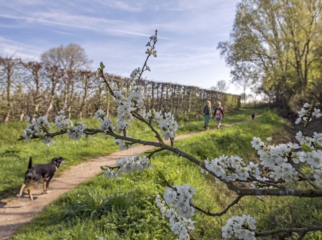 Wandelen langs boomgaarden